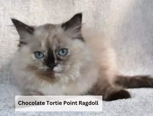 Chocolate Tortie Point Ragdoll
