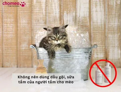 Chọn sữa tắm cho mèo phù hợp