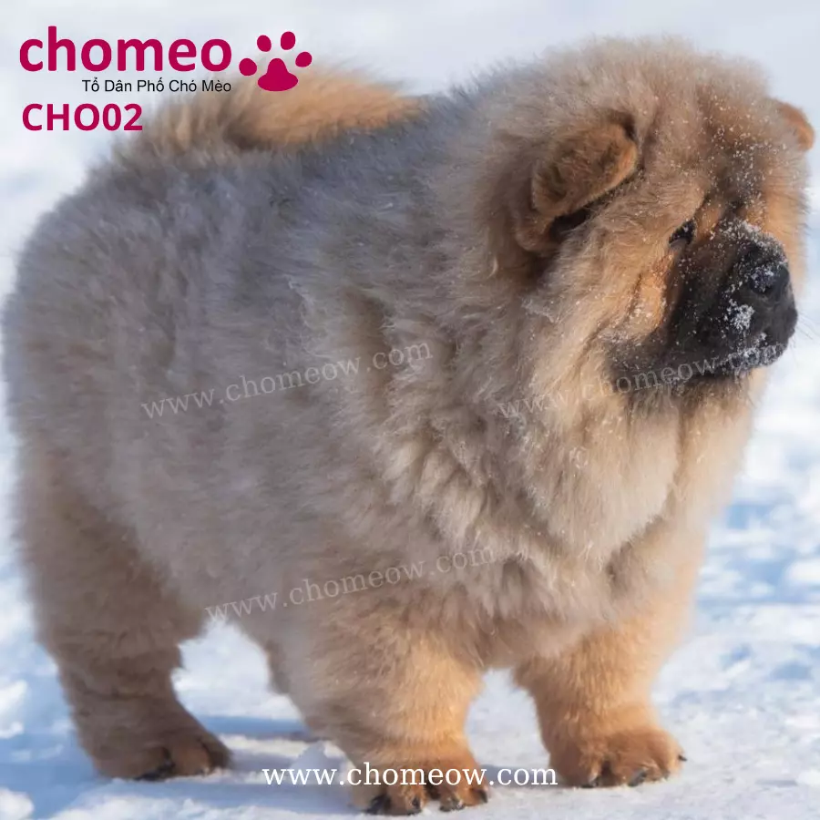 Chow Chow Cinnamon Cái CHO02