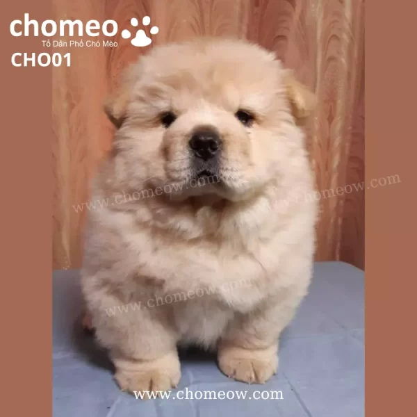 Chow Chow Cream Cái CHO01