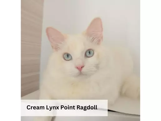 Cream Lynx Point Ragdoll