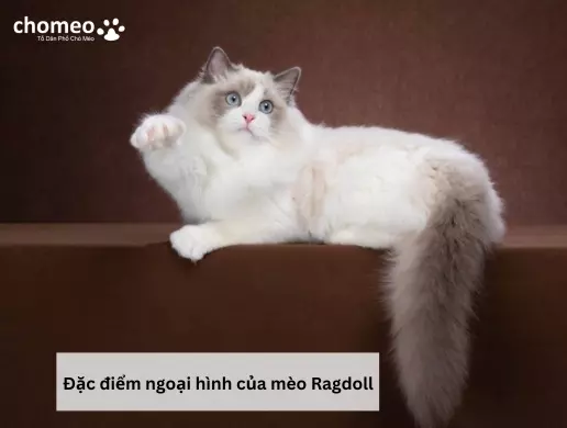 Đặc điểm ngoại hình của mèo Ragdoll