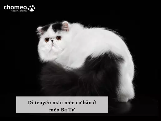 Di truyền màu mèo cơ bản ở mèo Ba Tư