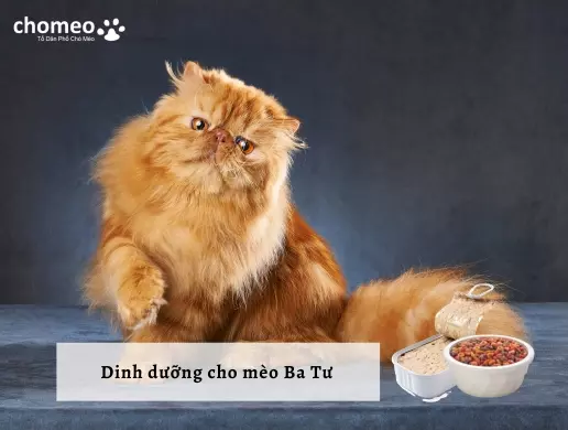 Dinh dưỡng cho mèo Ba Tư