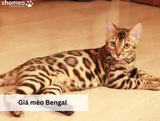 Giá mèo Bengal
