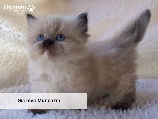 Giá mèo Munchkin
