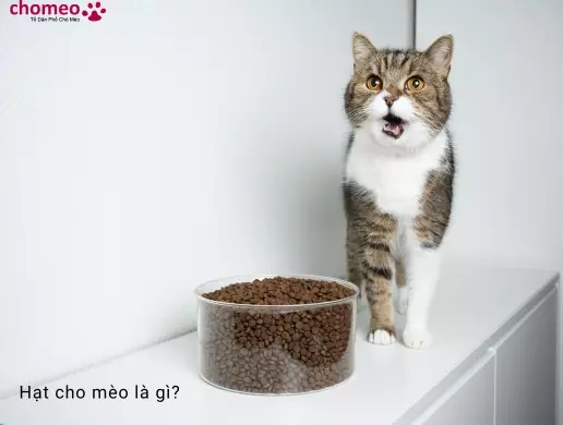 Hạt cho mèo là gì