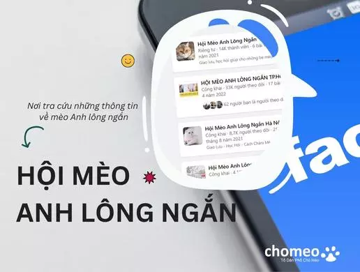 Hội mèo Anh lông ngắn