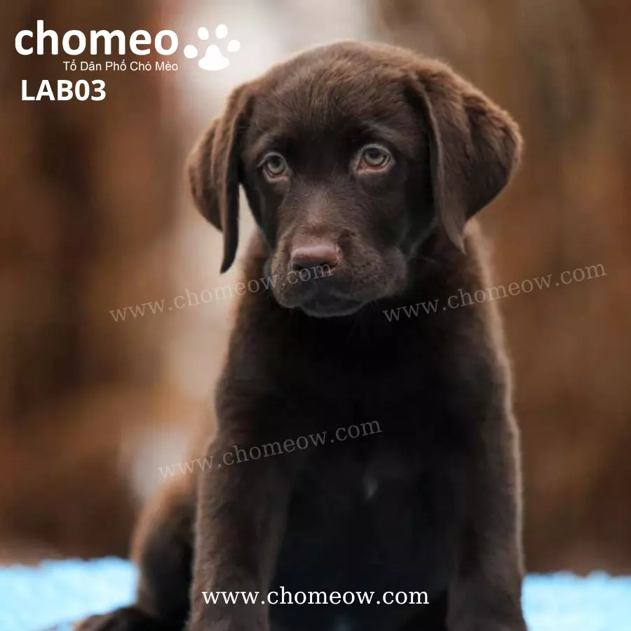 Labrador Nau Duc LAB03 4
