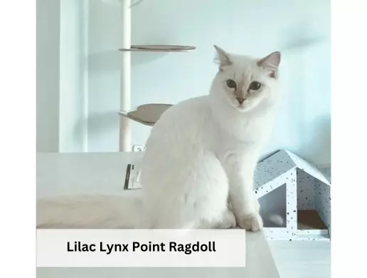 _Lilac Lynx Point Ragdoll
