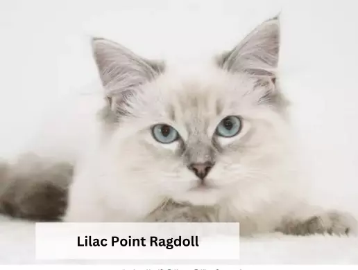 Lilac Point Ragdoll