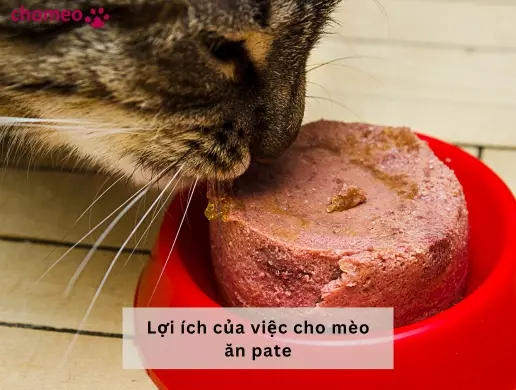 Lợi ích của việc cho mèo ăn pate