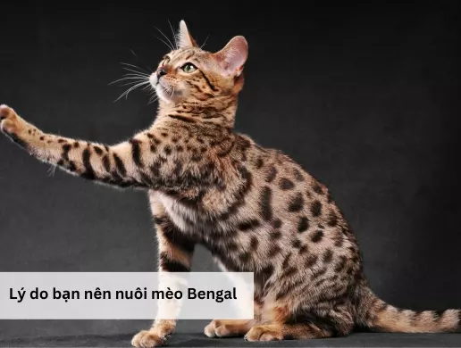 Lý do bạn nên nuôi mèo Bengal