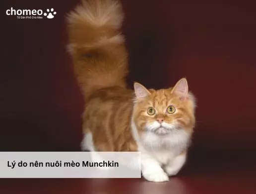 Lý do nên nuôi mèo Munchkin