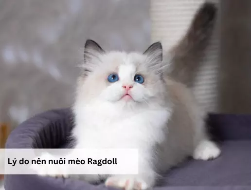 Lý do nên nuôi mèo Ragdoll