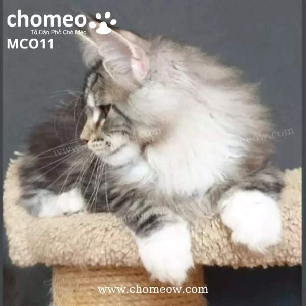 Maine Coon Bicolor Silver Classic Ns2203 Duc MCO11 2