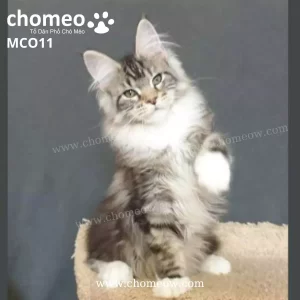 Maine Coon Bicolor Silver Classic Ns2203 Duc MCO11 3
