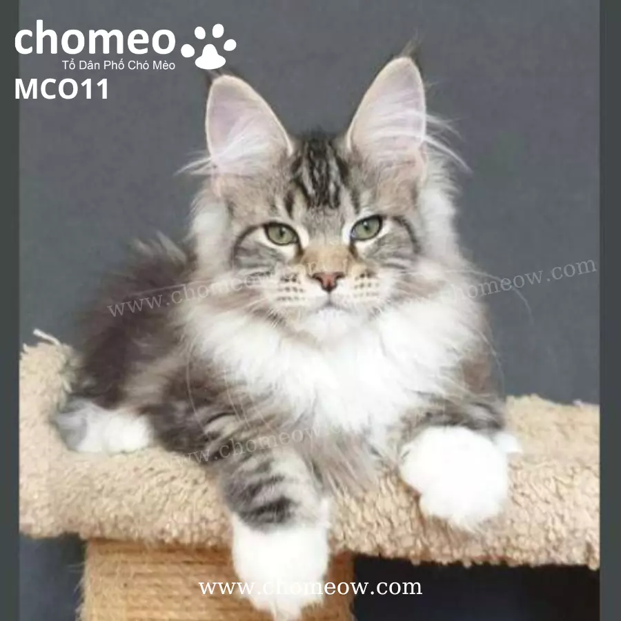 Maine Coon Bicolor Silver Classic Ns2203 Duc MCO11 4