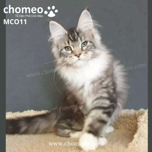 Maine Coon Bicolor Silver Classic Ns2203 Duc MCO11