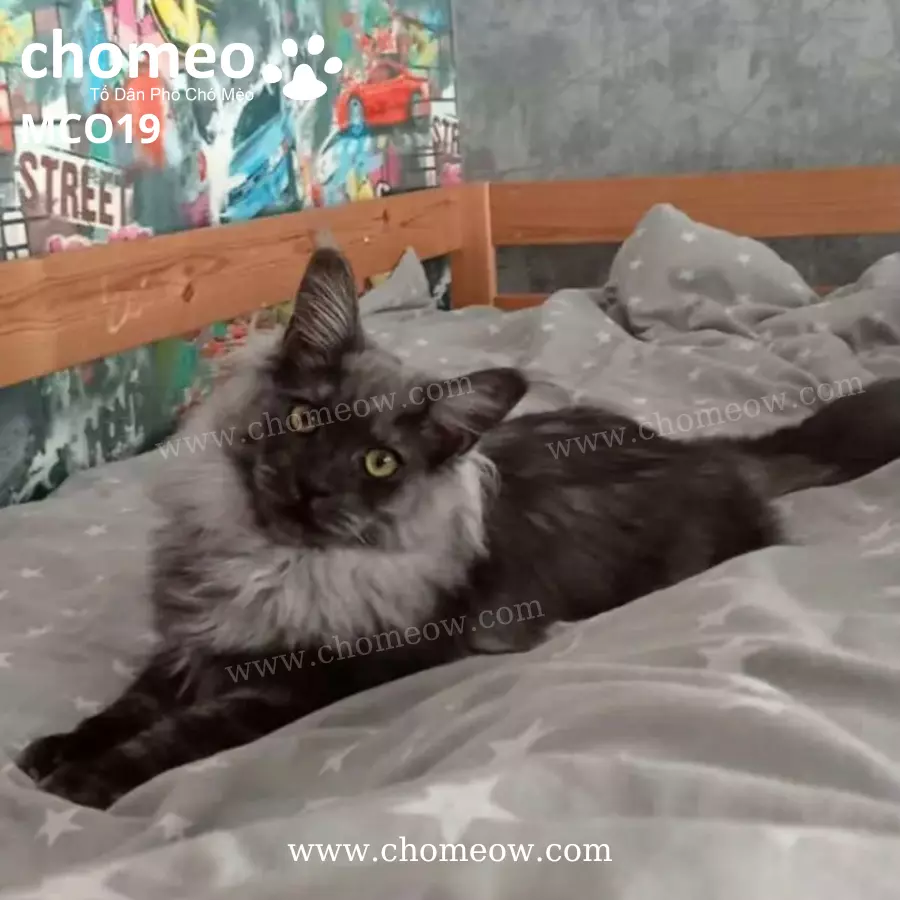 Maine Coon Black Smoke Cái MCO19 (5)