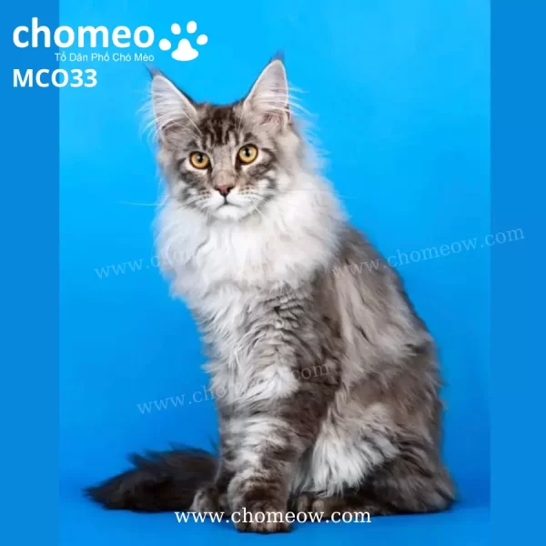 Maine Coon Poly As2203 Đực MCO33