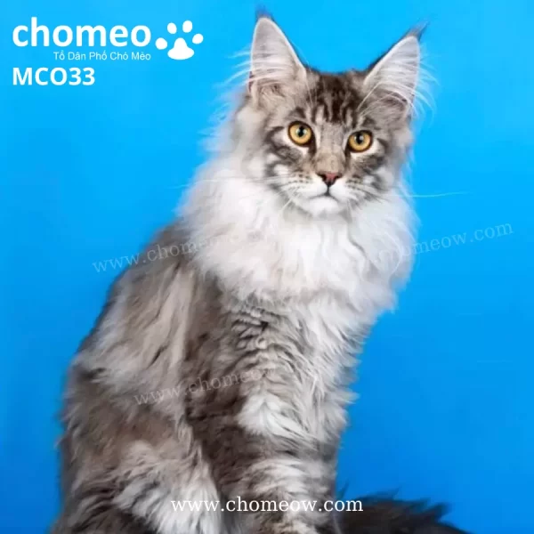 Maine Coon Poly As2203 Đực MCO33