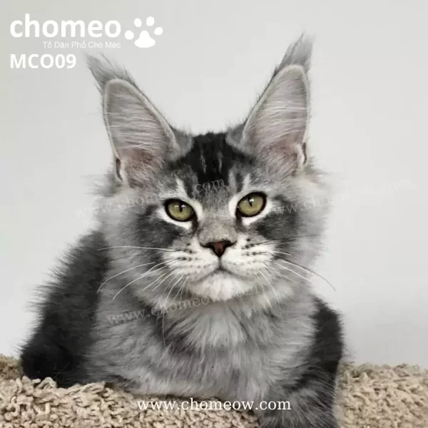 Maine Coon Poly Silver Ns23 Duc MCO09 2