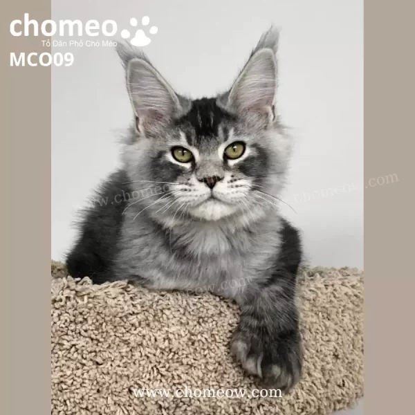 Maine Coon Poly Silver Ns23 Duc MCO09 3
