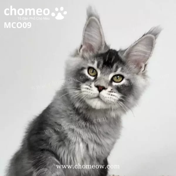 Maine Coon Poly Silver Ns23 Duc MCO09 6