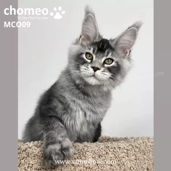 Maine Coon Poly Silver Ns23 Duc MCO09