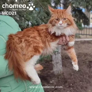 Maine Coon Red Tabby Đực MCO21