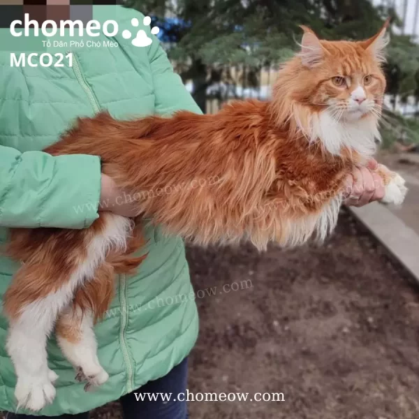 Maine Coon Red Tabby Đực MCO21