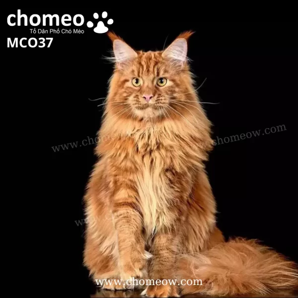 Maine Coon Red Tabby Đực MCO37