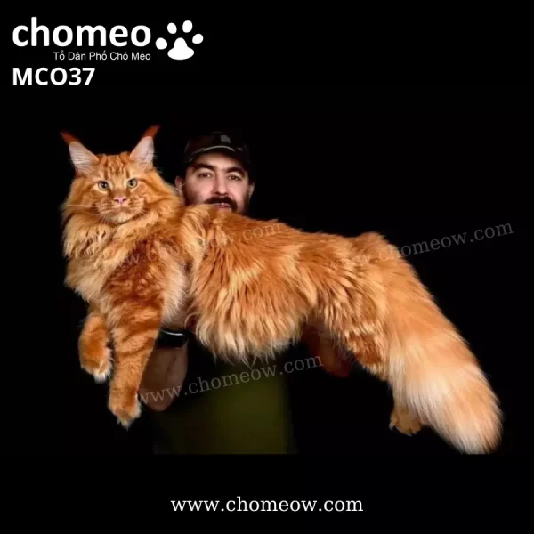 Maine Coon Red Tabby Đực MCO37