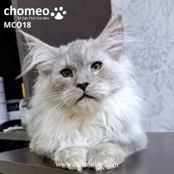 Maine Coon Silvel As11 Đực MCO18