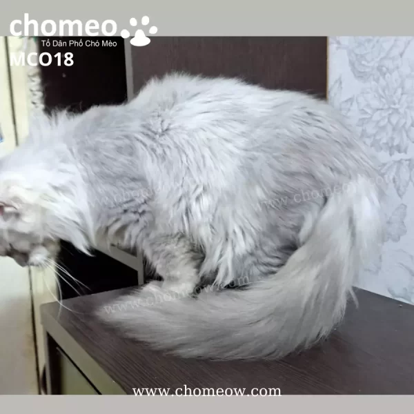 Maine Coon Silvel As11 Đực MCO18