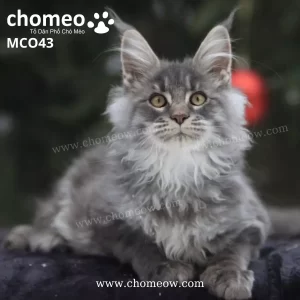 Maine Coon Silver As22 Đực MCO43