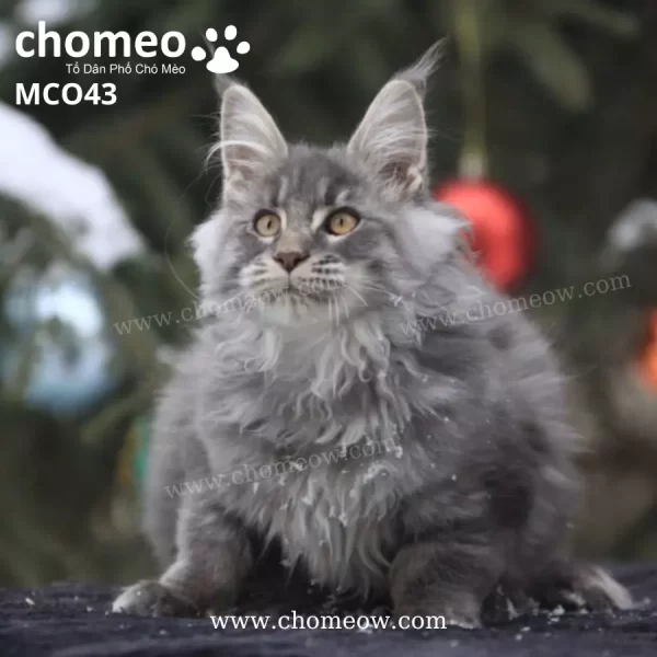 Maine Coon Silver As22 Đực MCO43