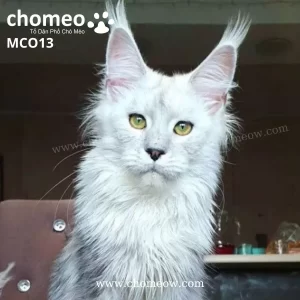 Maine Coon Silver Duc MCO13 2