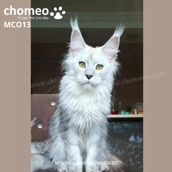 Maine Coon Silver Duc MCO13 3