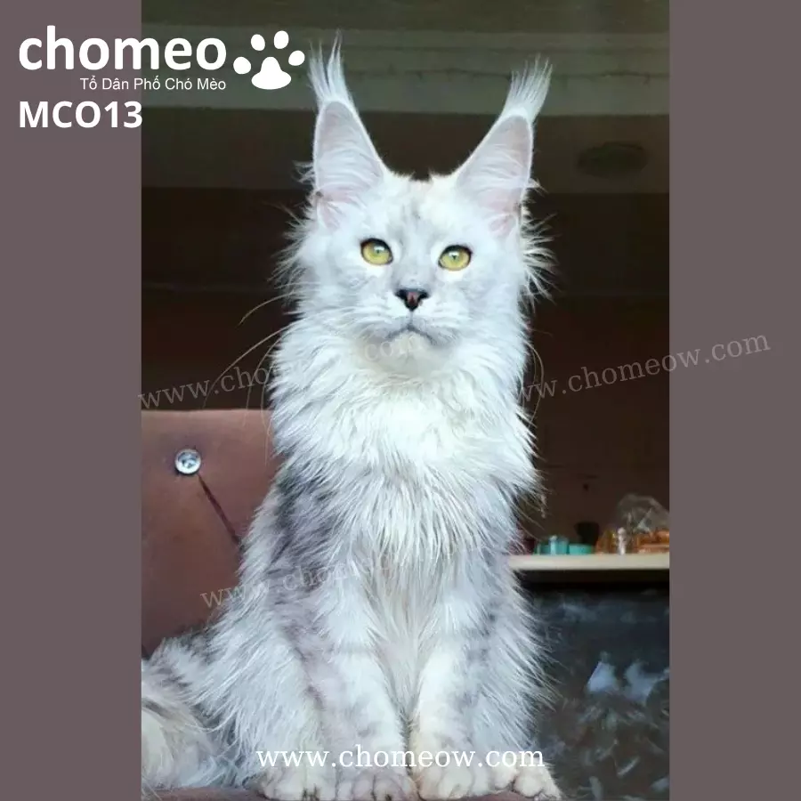 Maine Coon Silver Duc MCO13
