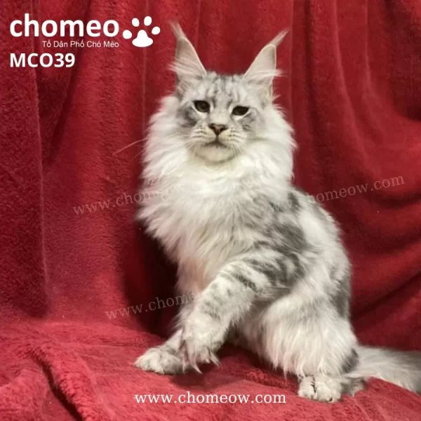 Maine Coon Silver Đực MCO39