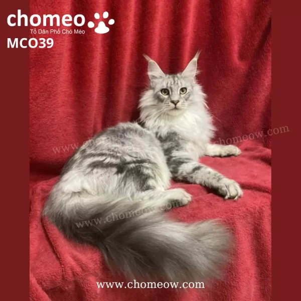 Maine Coon Silver Đực MCO39