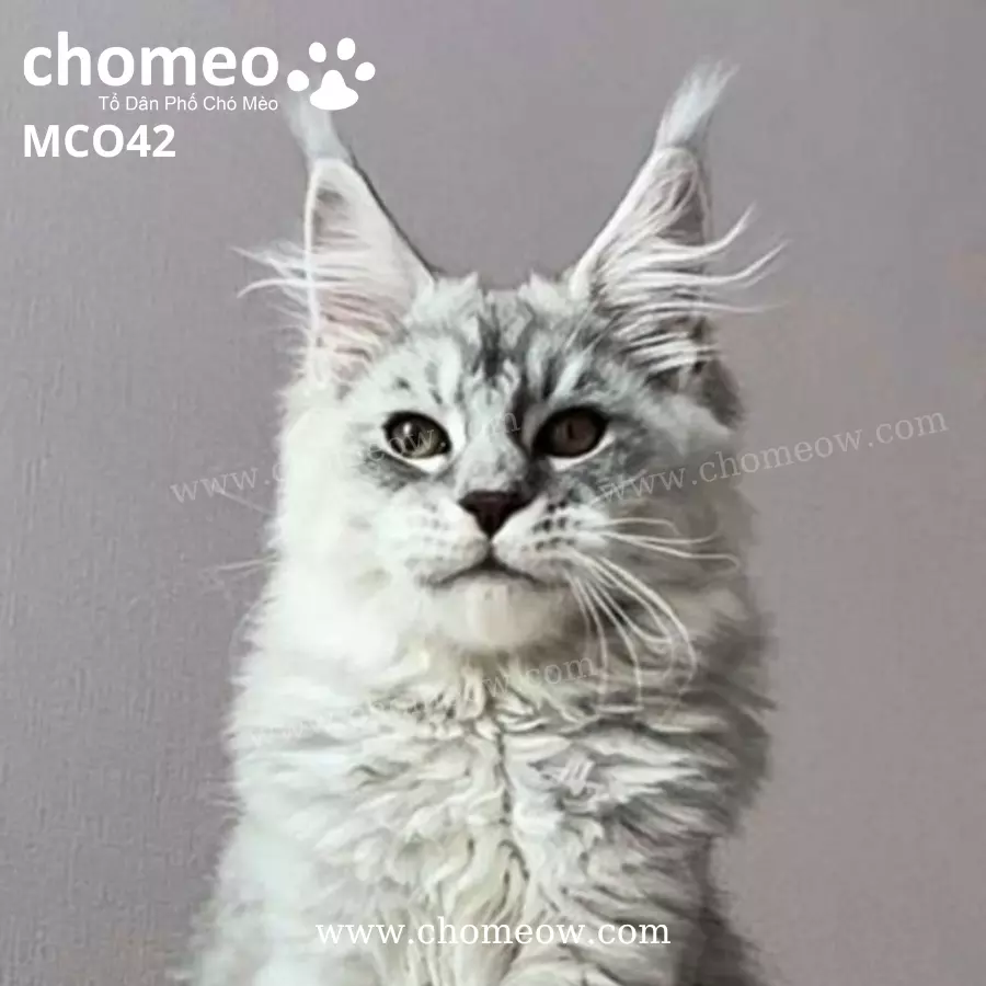 Maine Coon Silver Đực MCO42 (2)