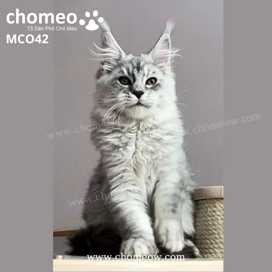 Maine Coon Silver Đực MCO42 (3)