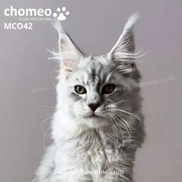 Maine Coon Silver Đực MCO42