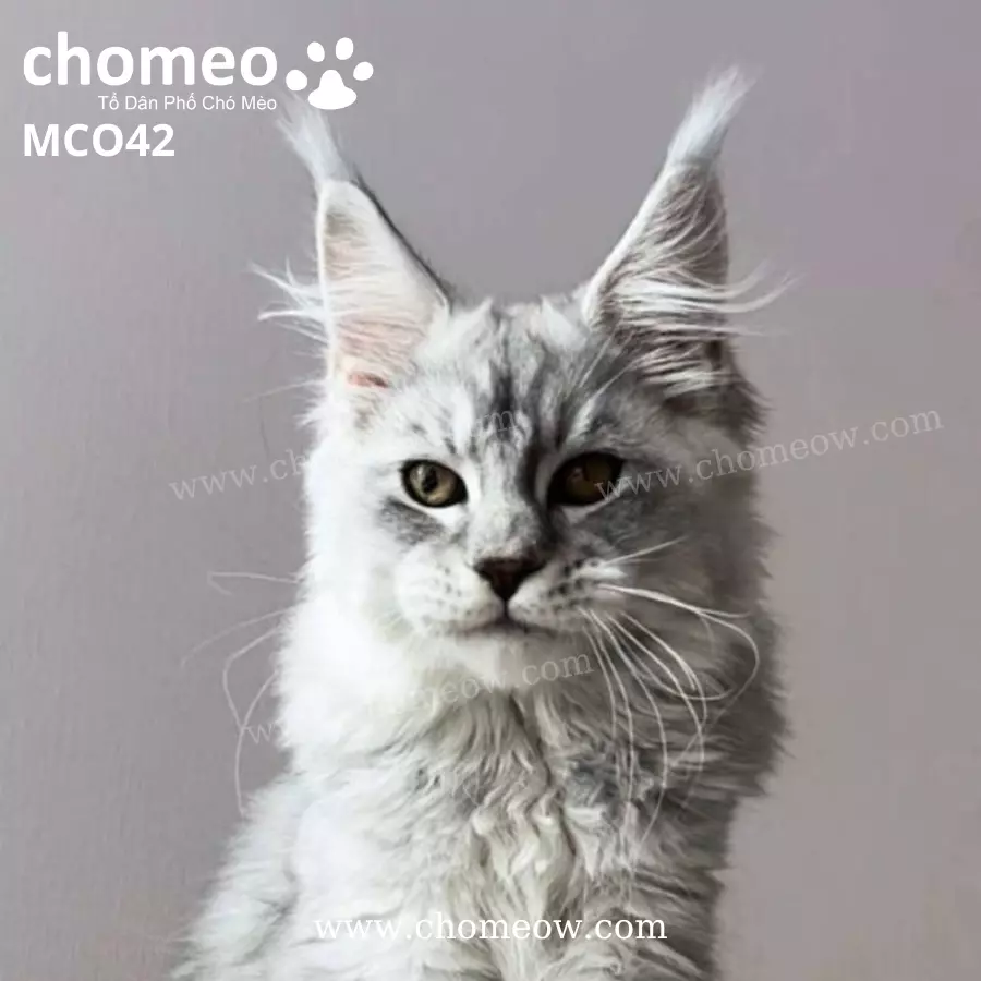 Maine Coon Silver Đực MCO42 (4)