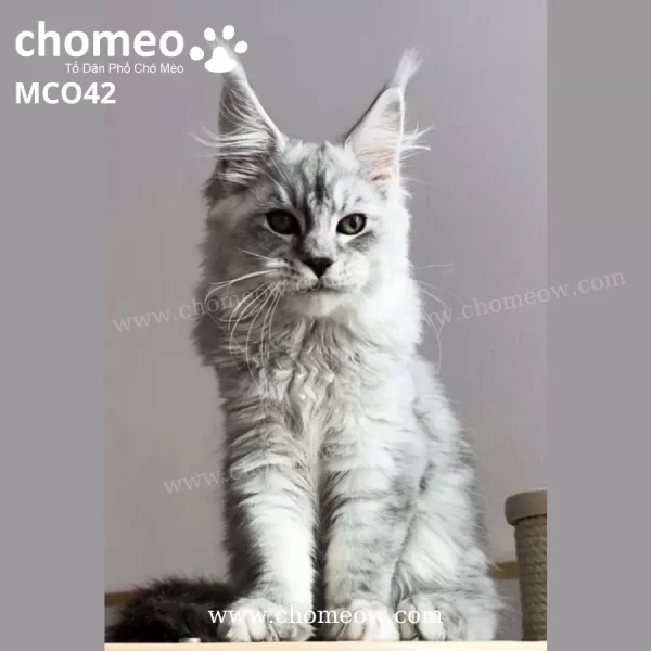 Maine Coon Silver Đực MCO42