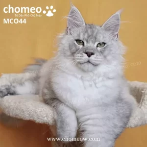 Maine Coon Silver Đực MCO44