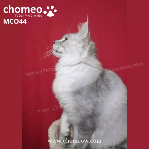 Maine Coon Silver Đực MCO44
